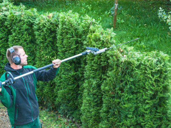 Hedge Trimming Hedge Trimming